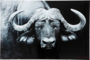 Picture Glass Water Buffalo 80x120cm