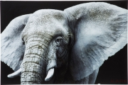Picture Glass Face Elefant 80x120cm