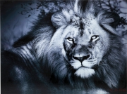 Picture Glass Lion King Lying 120x160cm
