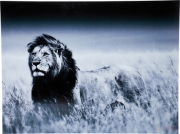 Picture Glass Lion King Standing 120x160cm