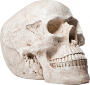 Money Box Skull White Antique