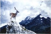 Picture Glass Mountain Deer 80x120cm